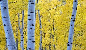 birch