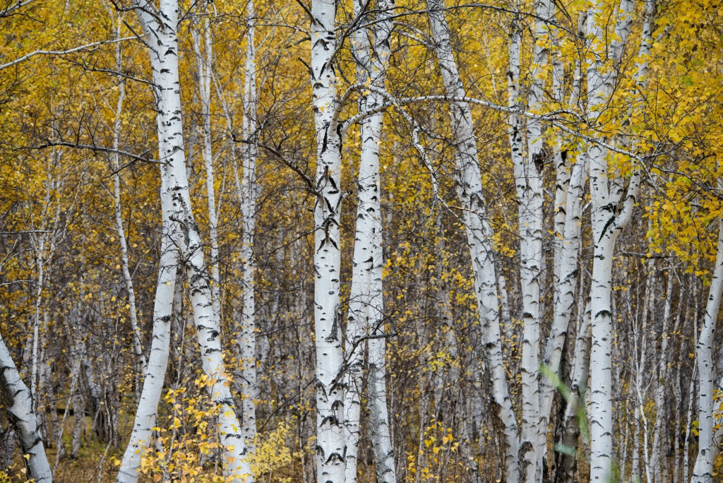 Birch
